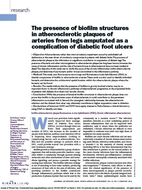 The presence of biofilm structures in atherosclerotic plaques of arteries from legs amputated as a complication of diabetic foot ulcers.